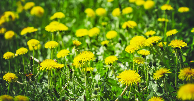 Dandelions