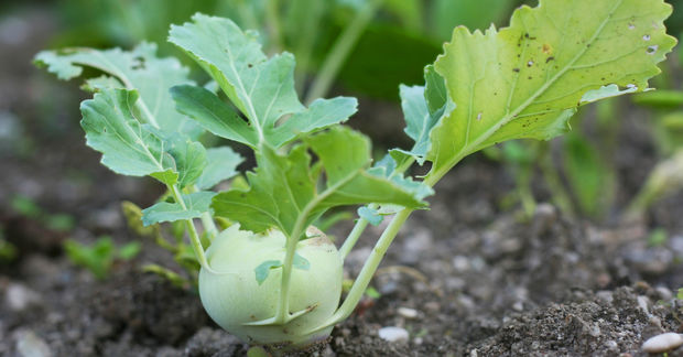 Kohlrabi