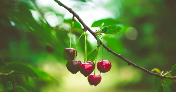 Cherries