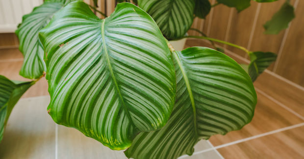 Calathea