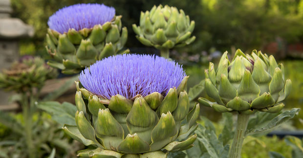Artichokes