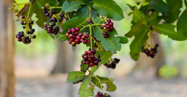 Clusters of berries in various stages of ripeness hanging from green leafy branches — ranging from small green unripe berries to red and deep purple mature ones — with a blurred woodland background