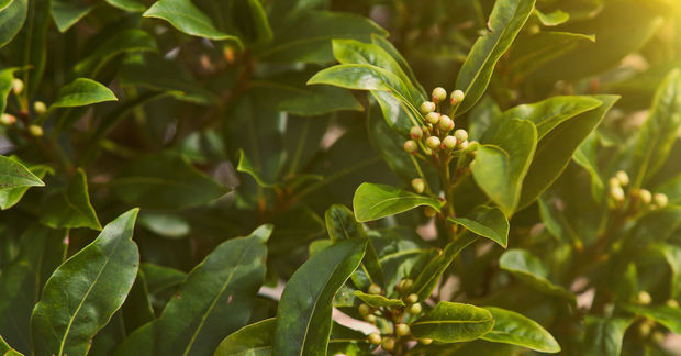 Close-up of a lush green plant with glossy oval leaves and clusters of small pale green flower buds, bathed in warm golden sunlight filtering through the foliage