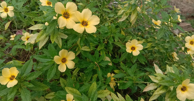 A flowering plant with multiple pale yellow five-petaled blooms featuring dark brown centers, growing among lush green serrated leaves in a garden setting.