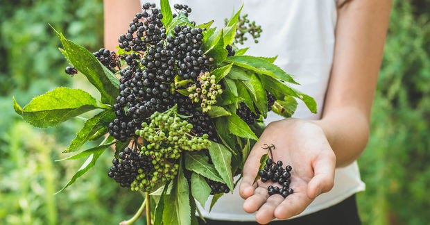 A person in a white shirt holding freshly harvested elderberry branches with clusters of ripe dark purple berries and some unripe green ones, while displaying a small handful of elderberries in their open palm