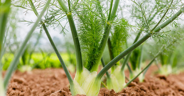 Fresh fennel plants growing in brown soil, showing the pale white bulb bases and tall green stalks topped with feathery, delicate fronds, photographed at ground level in a garden or farm field.