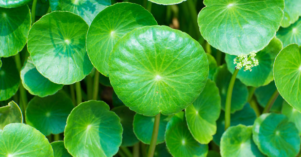 Close-up of lush green Centella asiatica (Gotu Kola) leaves with their distinctive round, kidney-shaped form and radiating vein patterns, with small clusters of tiny white flowers visible among the foliage.