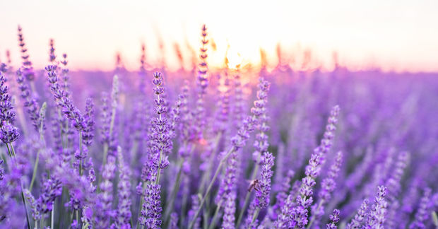 A field of blooming lavender with tall purple flower spikes in the foreground, softly blurred against a warm pink and golden sunset sky in the background.