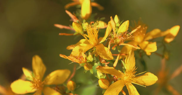 Close-up of bright yellow St. John's Wort flowers with five delicate petals and prominent golden stamens, clustered together with unopened buds against a soft green blurred background.