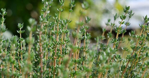 Fresh thyme plants growing in a garden, featuring multiple upright woody stems covered with tiny paired green leaves, with a soft bokeh background of greenery.