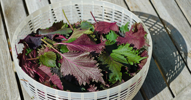Shiso Shiso