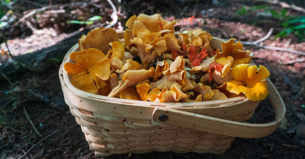 Chanterelle