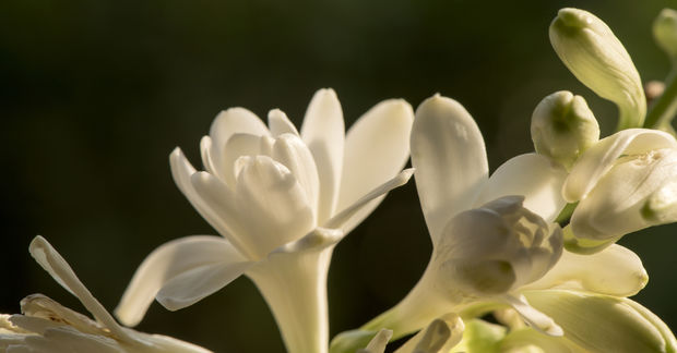 Tuberose