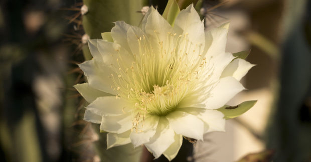 Cereus