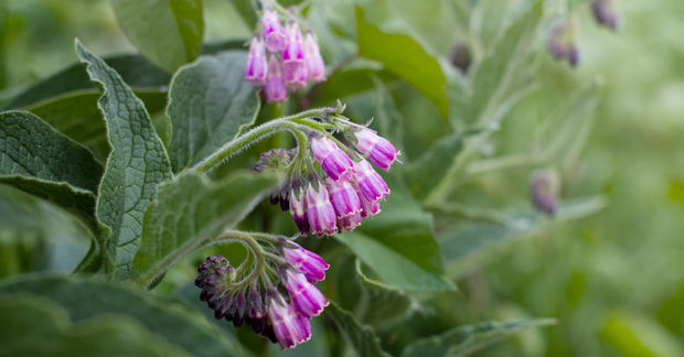 Comfrey