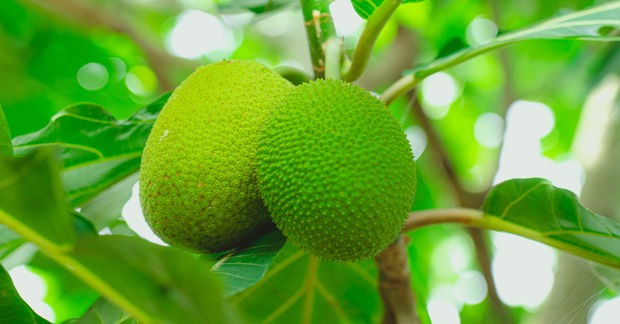 Breadfruit,