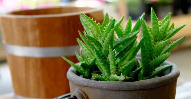 Aloe