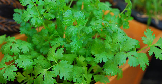 Cilantro