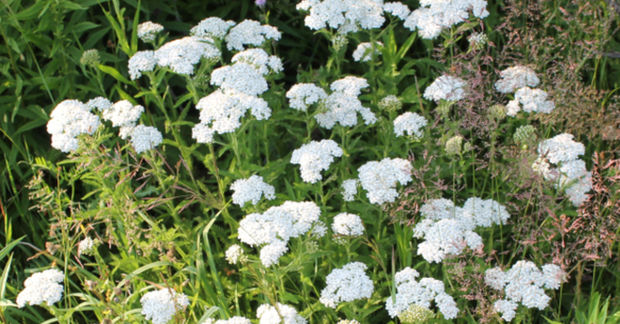 Yarrow