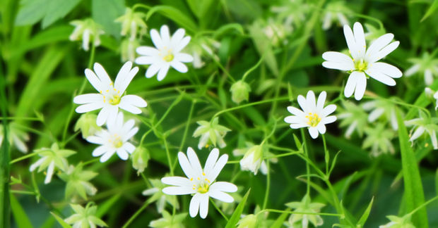 Chickweed
