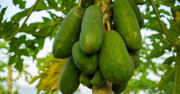 Papaya