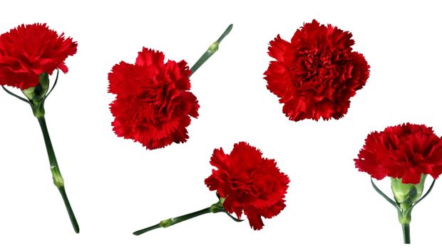 Carnations