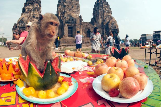 Monkey on a table eating fruits