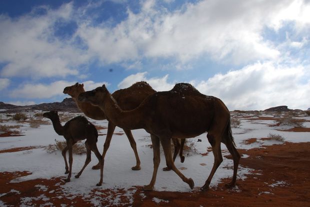 Camels walking on snow in the desert