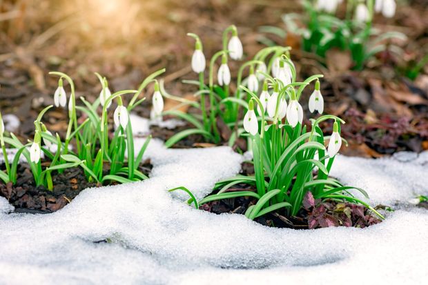 Snowdrops