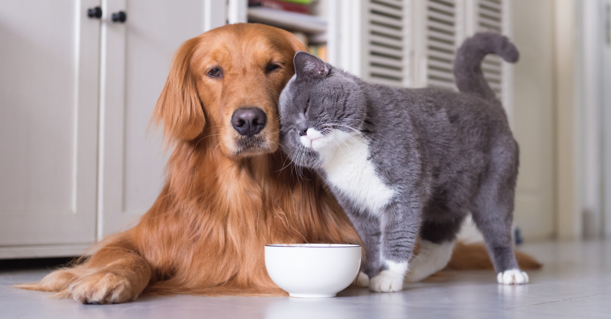 7 Life Lessons to Learn From Pets - GOODNET | Gateway to doing good