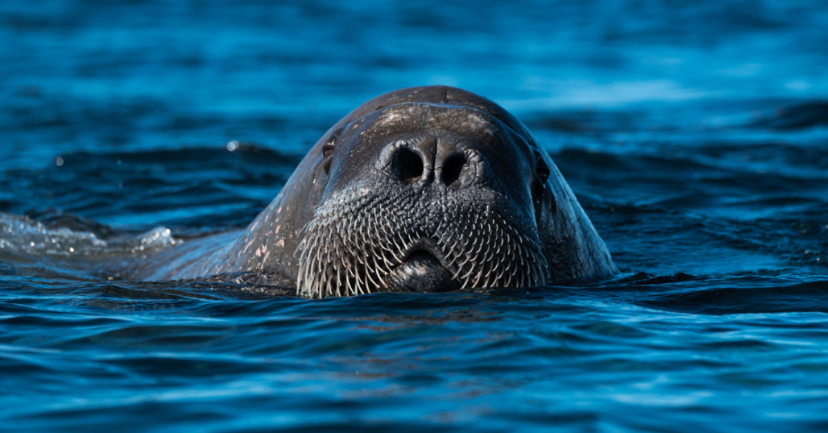 Walrus Splashing The Arrival of a Wandering Walrus Causes a Splash - GOODNET | Gateway ...