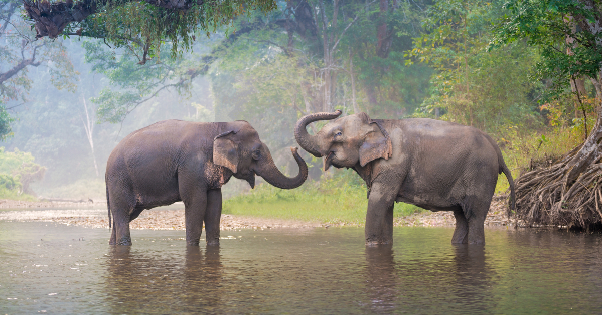 10 Videos of Animals in their Natural Habitats - GOODNET | Gateway to ...